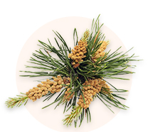 Decorative pinecones