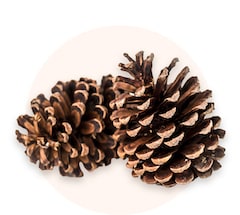 Decorative pinecones
