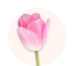 Tulipani rosa
