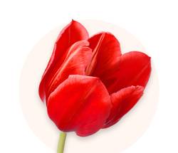 Rote tulpen