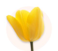 Gelbe Tulpen