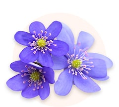 Violetas lilas