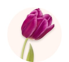 Purple tulips