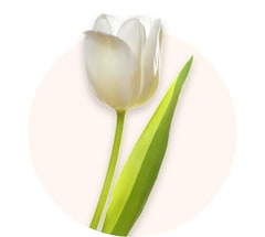 Tulipanes blancos