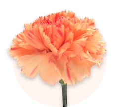 Orange mini carnations