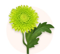 Green chrysanthemums