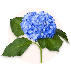 Hortensias