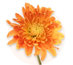 Orange chrysanthemums