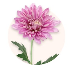 Pink chrysanthemums