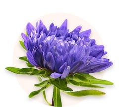 Chrysanthèmes violets