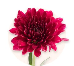 Chrysanthèmes rouges