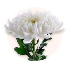 White chrysanthemums