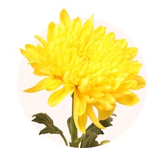 Gelbe Chrysanthemen