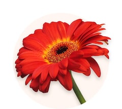 Gerberas rouges