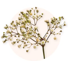 Gypsophile