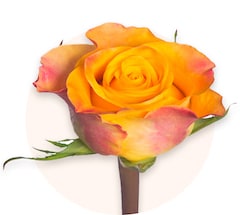 Roses orange