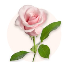 Rosas rosadas