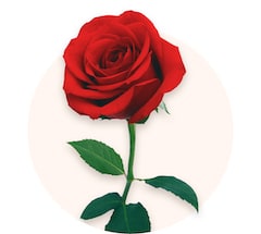 Romantic Date: Red Roses