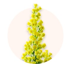 Solidago