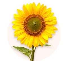 Sonnenblumen