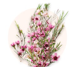 Waxflower