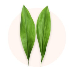 Aspidistra