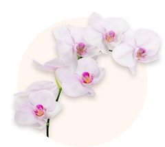 Orquídea cor-de-rosa