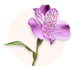 Alstroemeria lilás