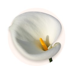 Calla lilies