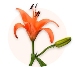 Orange lilies