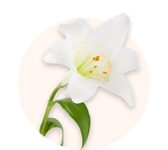 White lilies