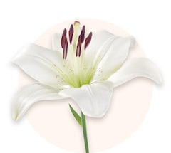 White lilies