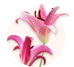 Subtle Freshness: Roses and Lilies