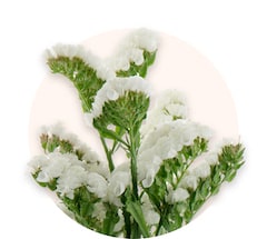 Limonium blanc