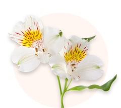 White alstroemerias