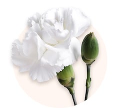 White carnations