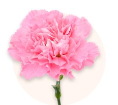 Pink carnations