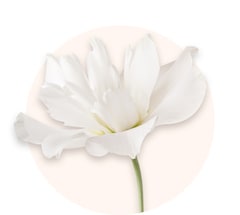 Lisianthus blancos