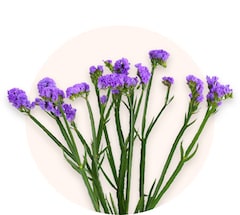 Limonium violet