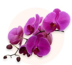 Fioletowa orchidea